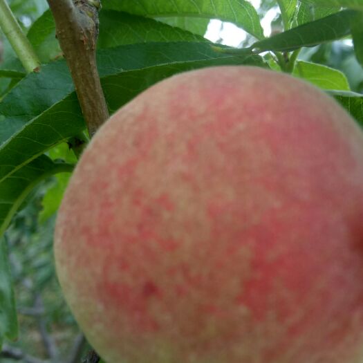 辉县市生态园林 北新生态园，瓜果菜安全。安全瓜果菜，吃出健康来。