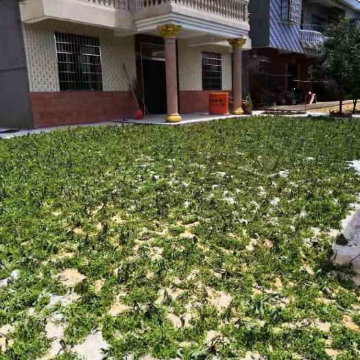 樟树市吴茱萸种子 吴茱萸