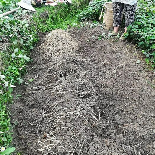 长顺县 大量供应优质鱼腥草