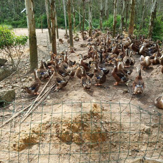 贺州麻鸭 5-6斤 统货 半圈养半散养