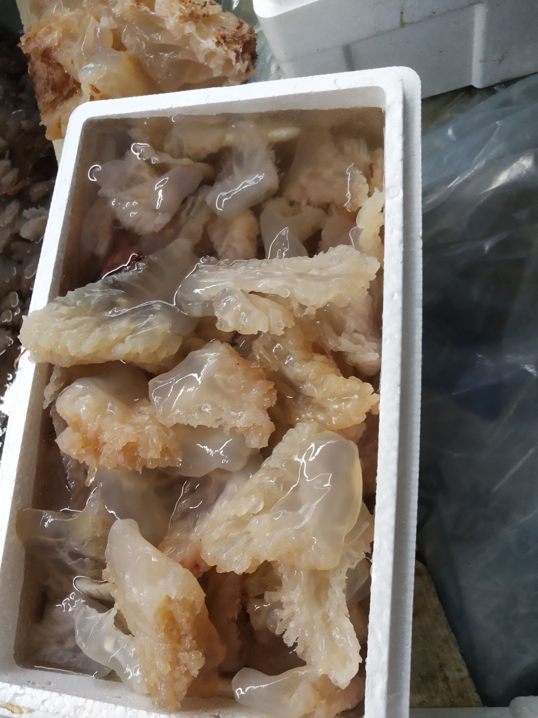 黄海海蛰