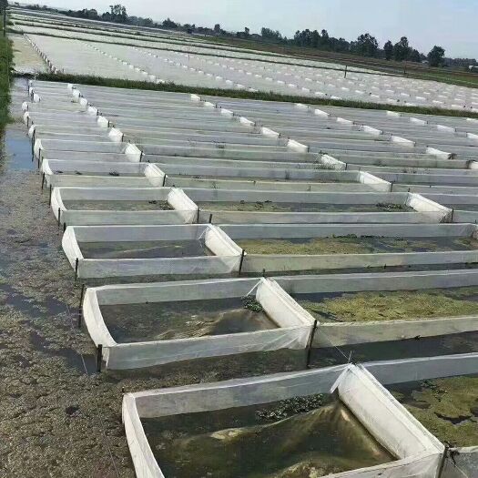 温岭市宽体金线蛭  水蛭网箱