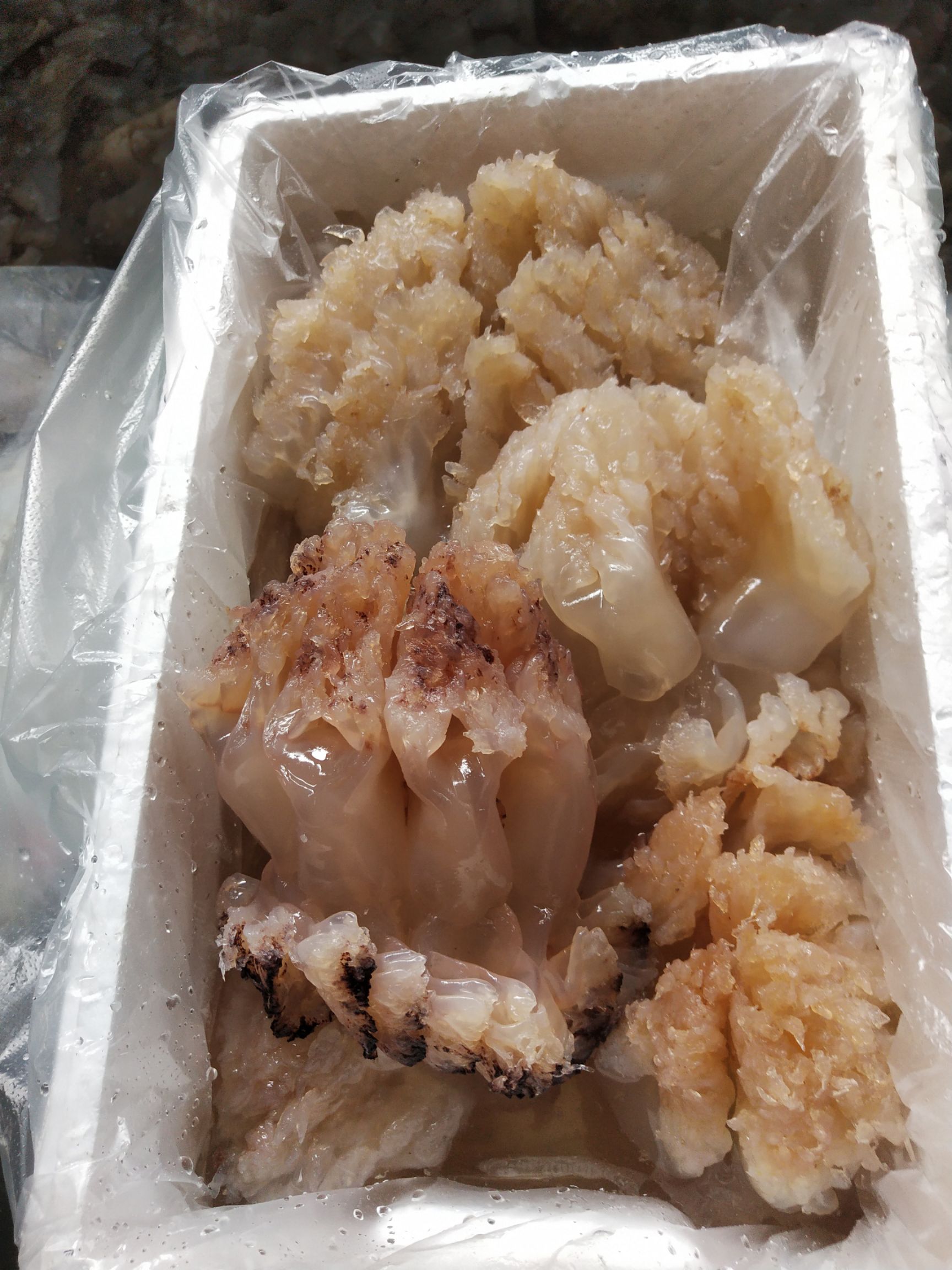 黄海海蛰