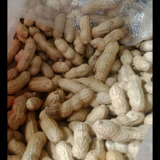 厦门带壳花生 东北一级干果