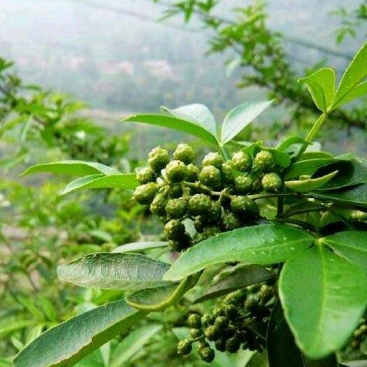 巧家县 自家种植青花椒，香麻