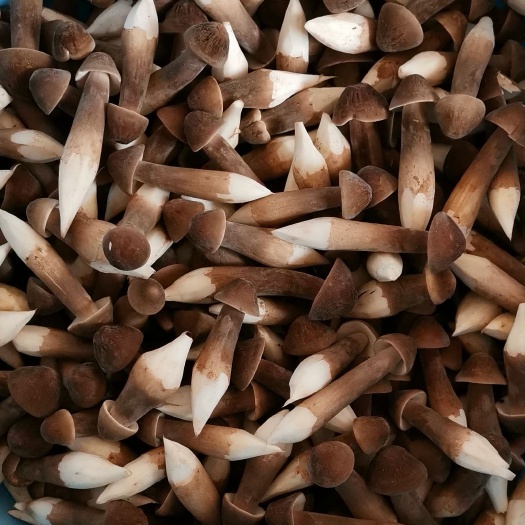 灵寿县鸡枞菌 货源地直发，自产自销黑皮鸡枞，批发零售均可，物美价优！