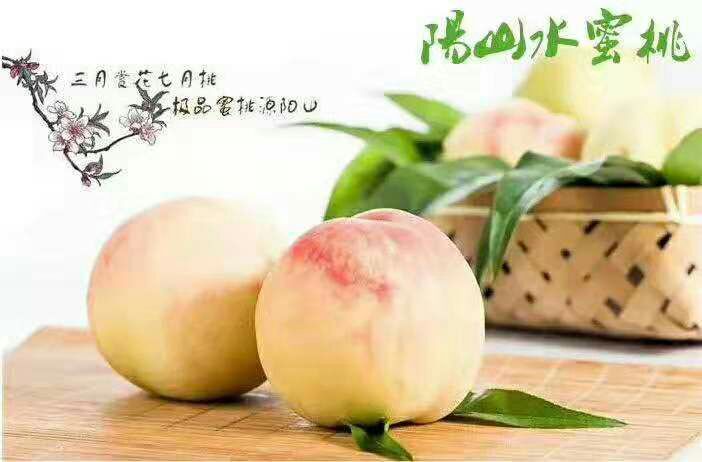 无锡白凤桃  阳山水蜜桃-----紫衣果园