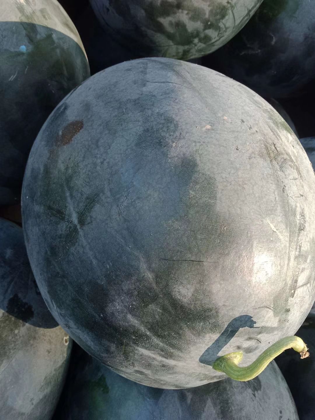 黑皮无籽西瓜 黑无籽