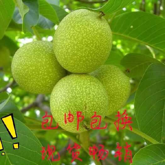 周至县 天然绿皮核桃
