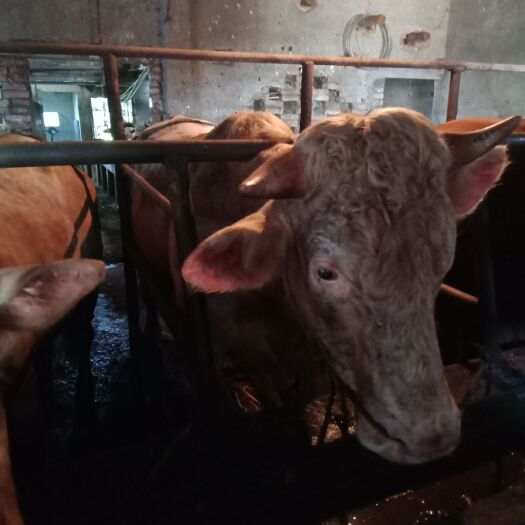 高品质肉牛