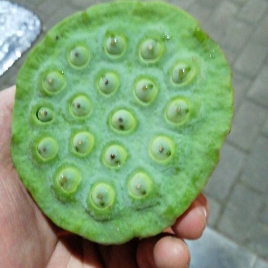武穴市 野生一号莲蓬