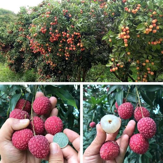 灵山县无核荔枝苗 正宗嫁接荔枝树苗妃子笑糯米滋桂味无核果树苗当年结果南北方种植