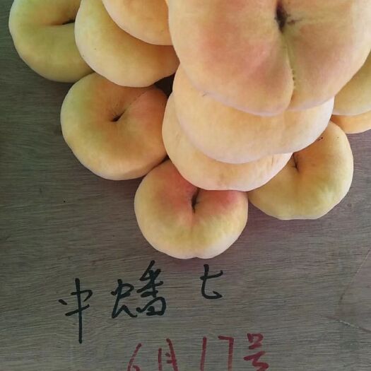 泰安中蟠21号蟠桃苗 桃苗
