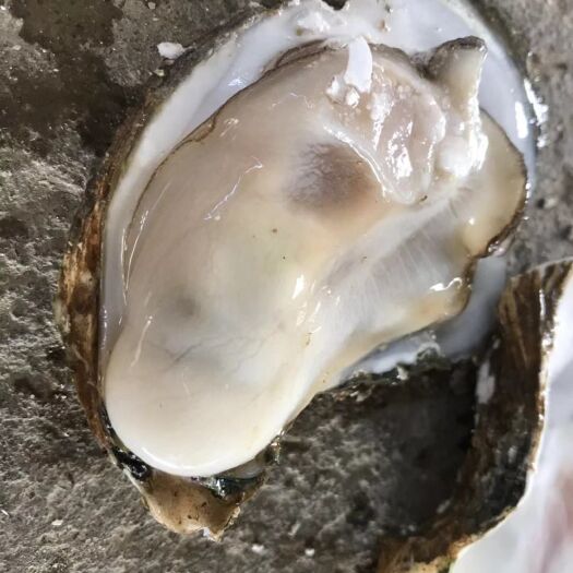湛江 烧烤店特大湛江生蚝鲜活新鲜海鲜全壳小100斤牡蛎整箱大量肉批