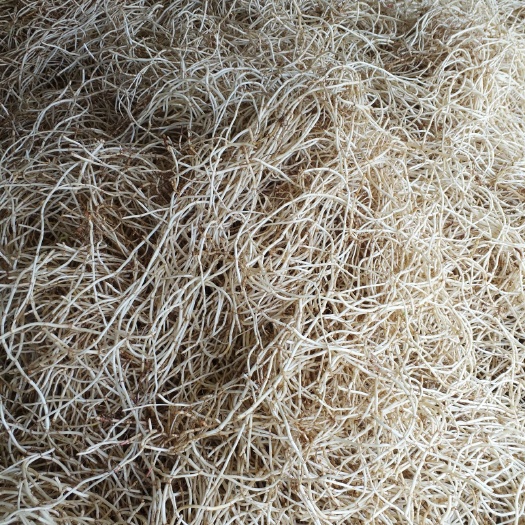 凤凰县鱼腥草根  免费送，自己来地里挖，免费提供三餐一宿