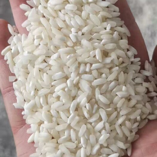 荆州粳米早稻米米粉米肠粉米线用米