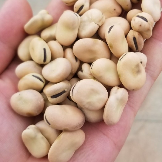 豆虫 甘肃有虫炒货炒豆