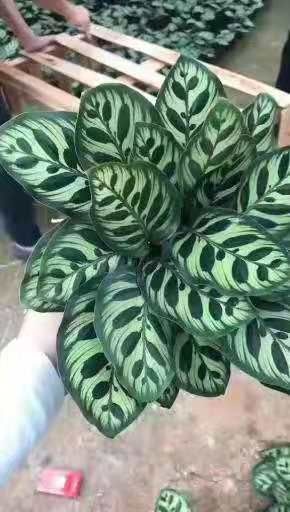 漳平市 孔雀竹芋植物盆栽室内花青苹果竹芋办公室绿植喜阴观叶植物盆景