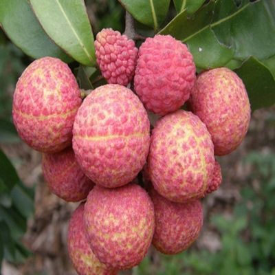 灵山县桂味荔枝苗