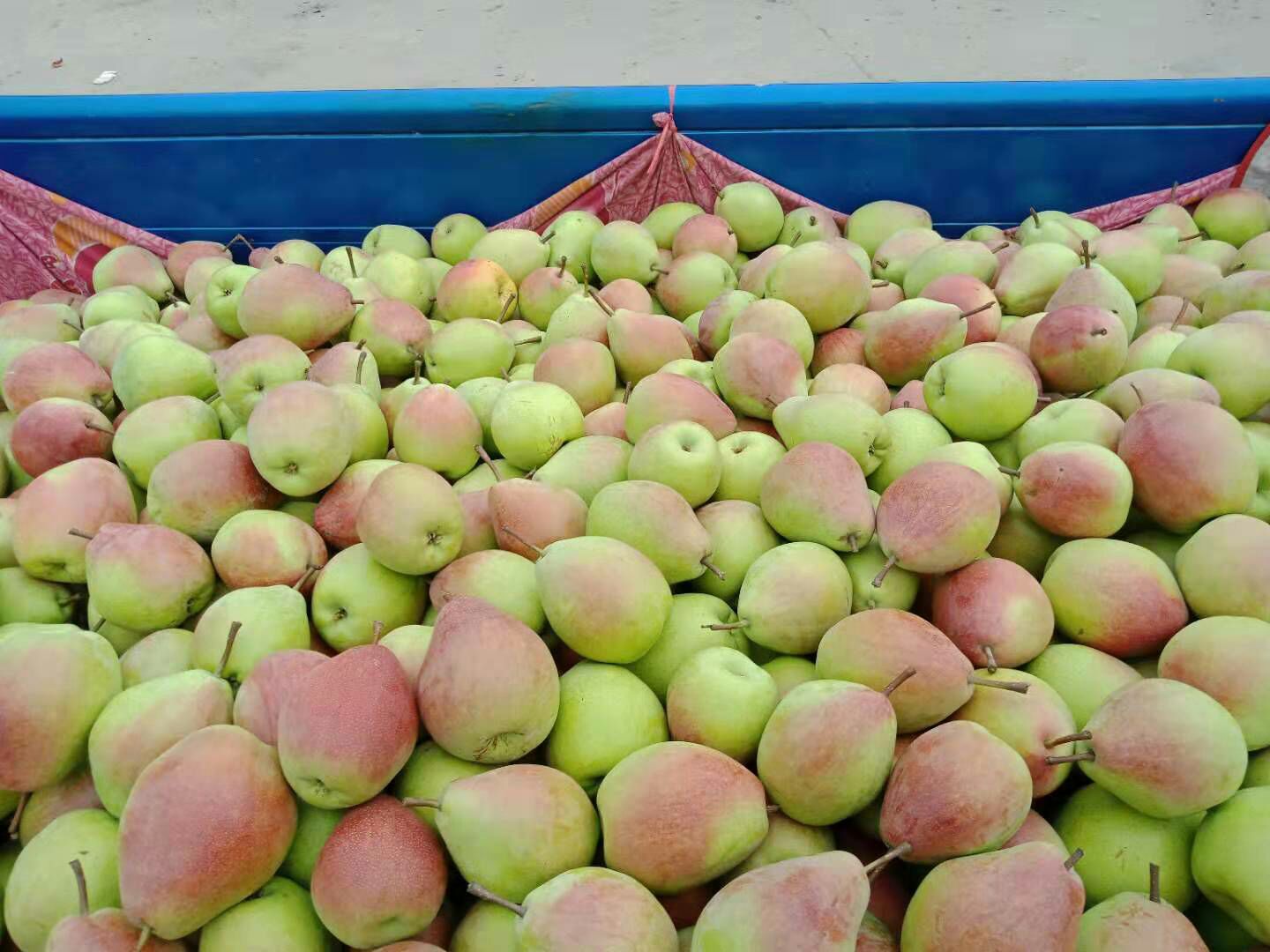 白桃批发]阿布白桃 山西运成平果桃各种水果价