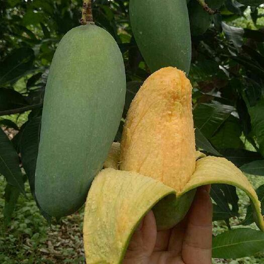 灵山县 桂七芒果苗