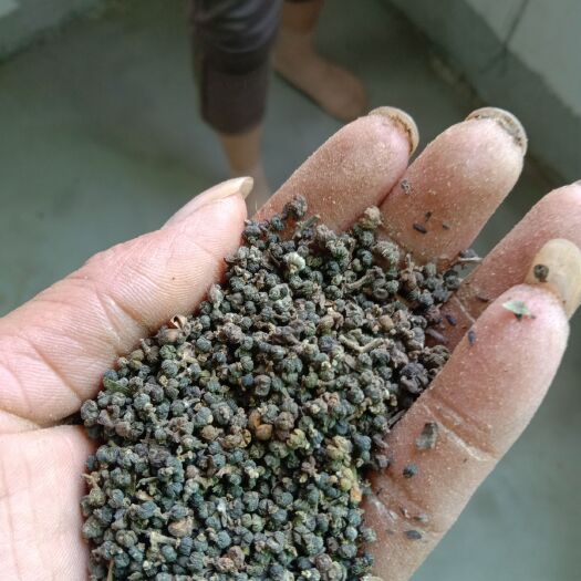 瑞昌市吴茱萸 阳新县竹塘中药材合作社