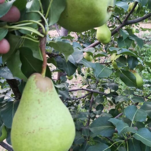 绥中县 贵妃梨大量上市