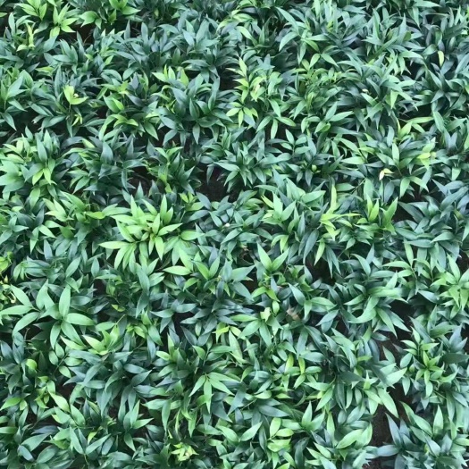 漳平市 四季常青 竹柏 竹叶柏绿色植物 桌面盆栽 花卉绿植防辐射