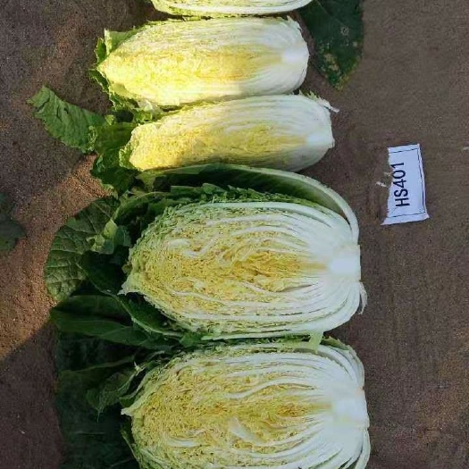 三河市大白菜种子 大田用种 99% 