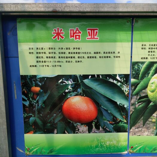 象山县米哈亚柑橘苗未来众需市场主导品种