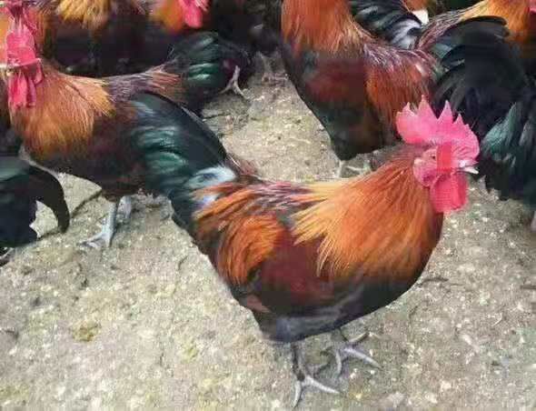 南宁 优质鸡苗黑瑶鸡苗红瑶鸡苗