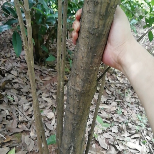 桃源县八月桂 价格便宜