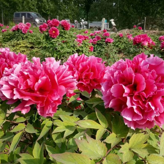 菏泽花王 ，精品观赏牡丹花王，保成活，保品种，保证质量，现要现