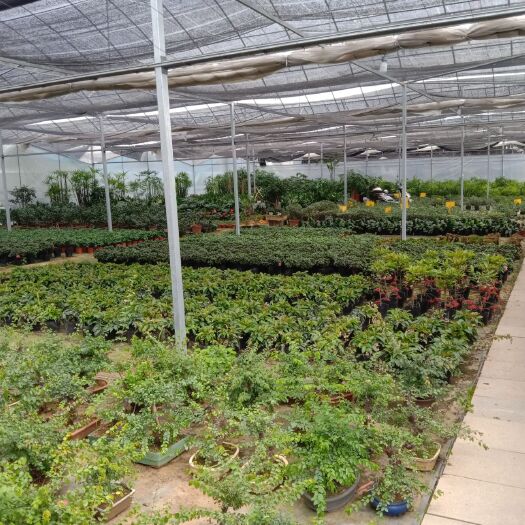颍上县巴西木盆栽 我们会做的更好，空调房里放上花卉净化空气，补充氧气