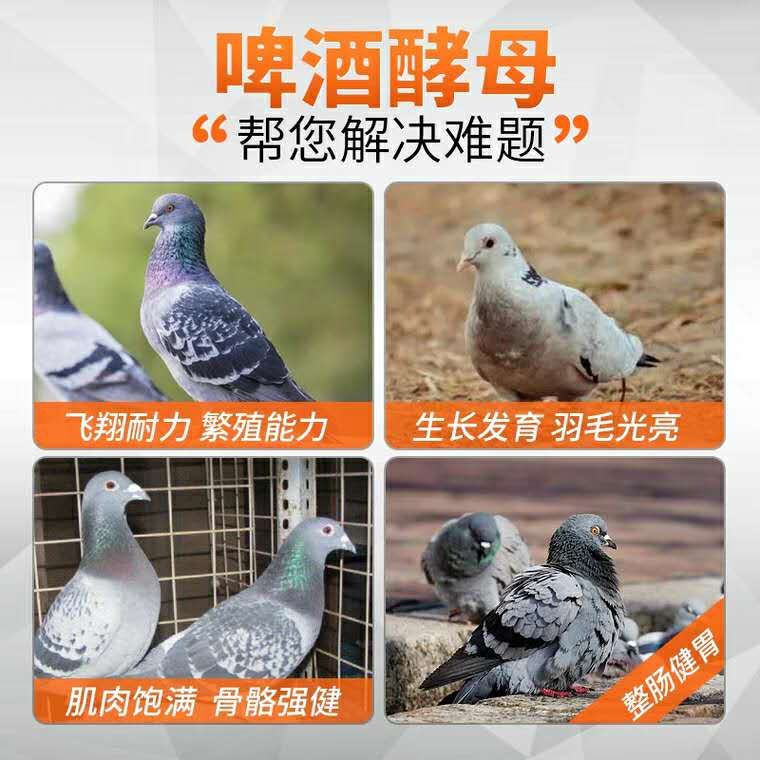 饲料酵母粉 【10增1】啤酒酵母粉信鸽赛鸽鹦鹉促食鸽子活菌酵母鸽用啤酒酵