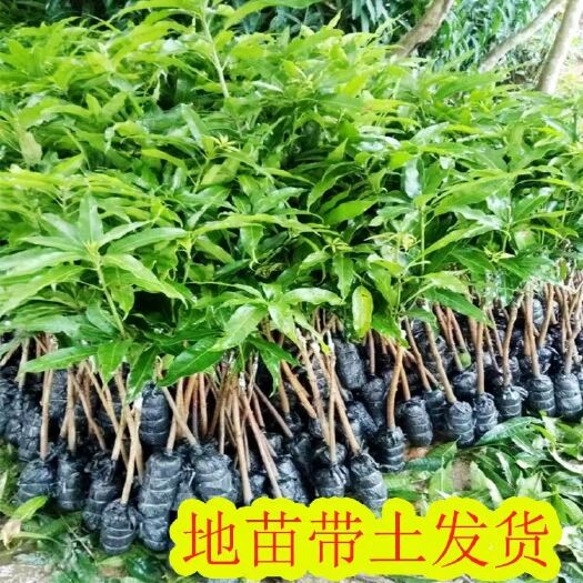 灵山县金煌芒果苗 正宗嫁接芒果树苗南北方种植凯特四季芒红象牙金煌芒当年结果包邮