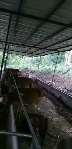 元阳县 大量有牛，大量出售