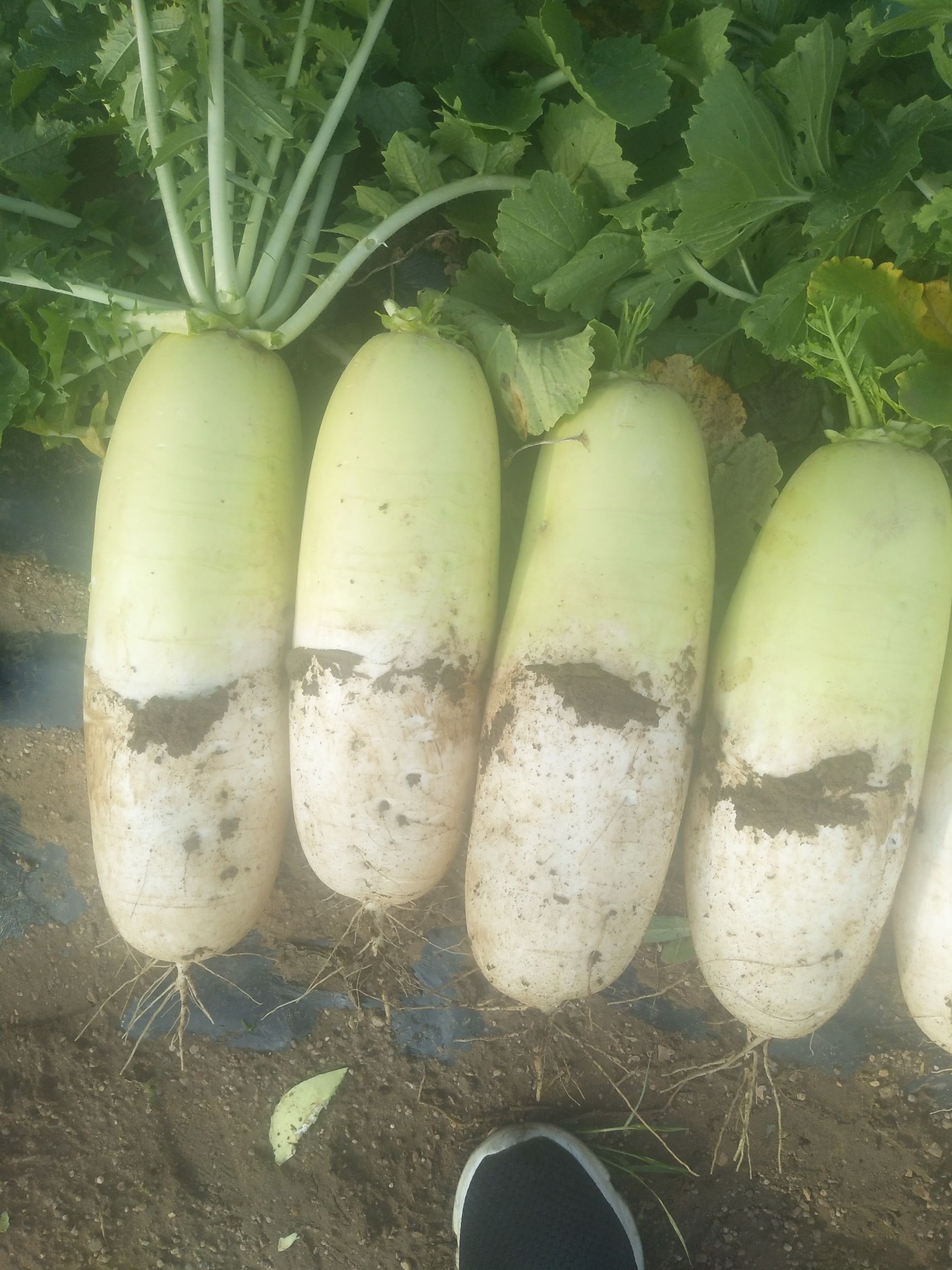 萝卜菜 8~15cm