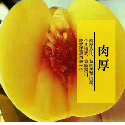 麻阳县麻阳黄桃 45mm以上 2 - 3两