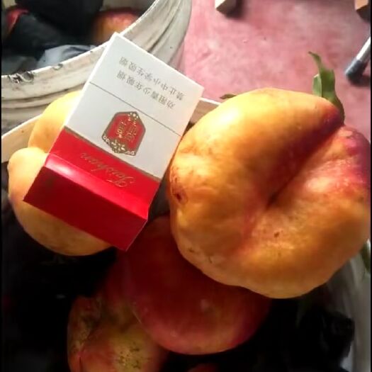 泰安中油蟠7号桃苗 中油7-7桃苗