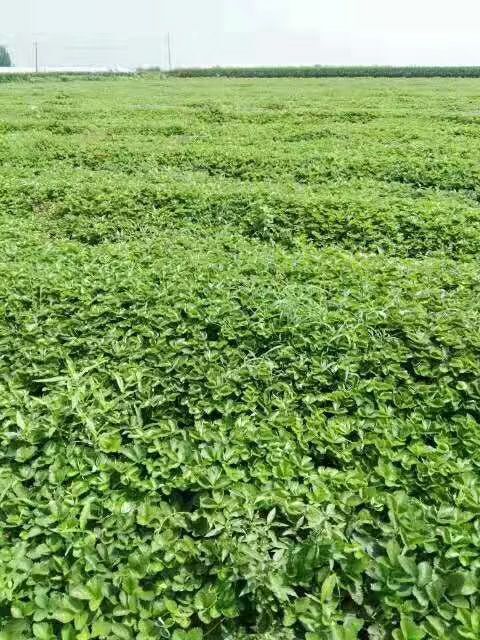 泰安甜查理草莓苗 甜查理，果个大，口感酸甜适口，产量高，抗病能力强，果实耐运输
