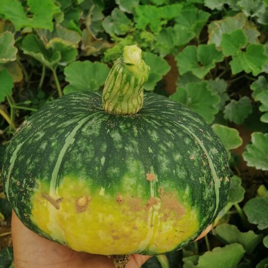 定边县 板栗南瓜大量上市，需要的老板看过来