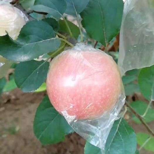 冠县 苹果，红嘎啦，60mm以上，口感脆甜，色泽红润