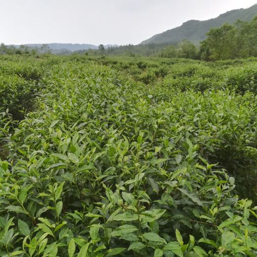 纳雍县高山绿茶 正宗的高山、生态、有机。