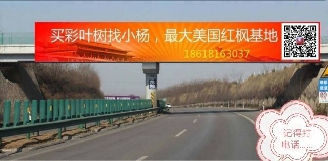 北京 美国红枫