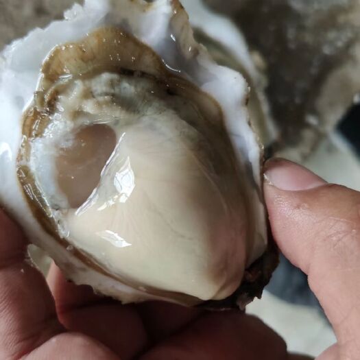 乳山市 牡蛎三倍体  规格硬  货源稳定