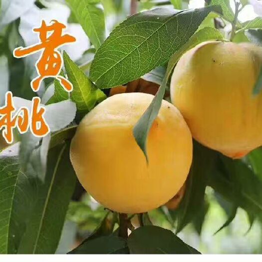 嵊州市锦绣黄桃 囗感甜如蜜，吃了忘不了
