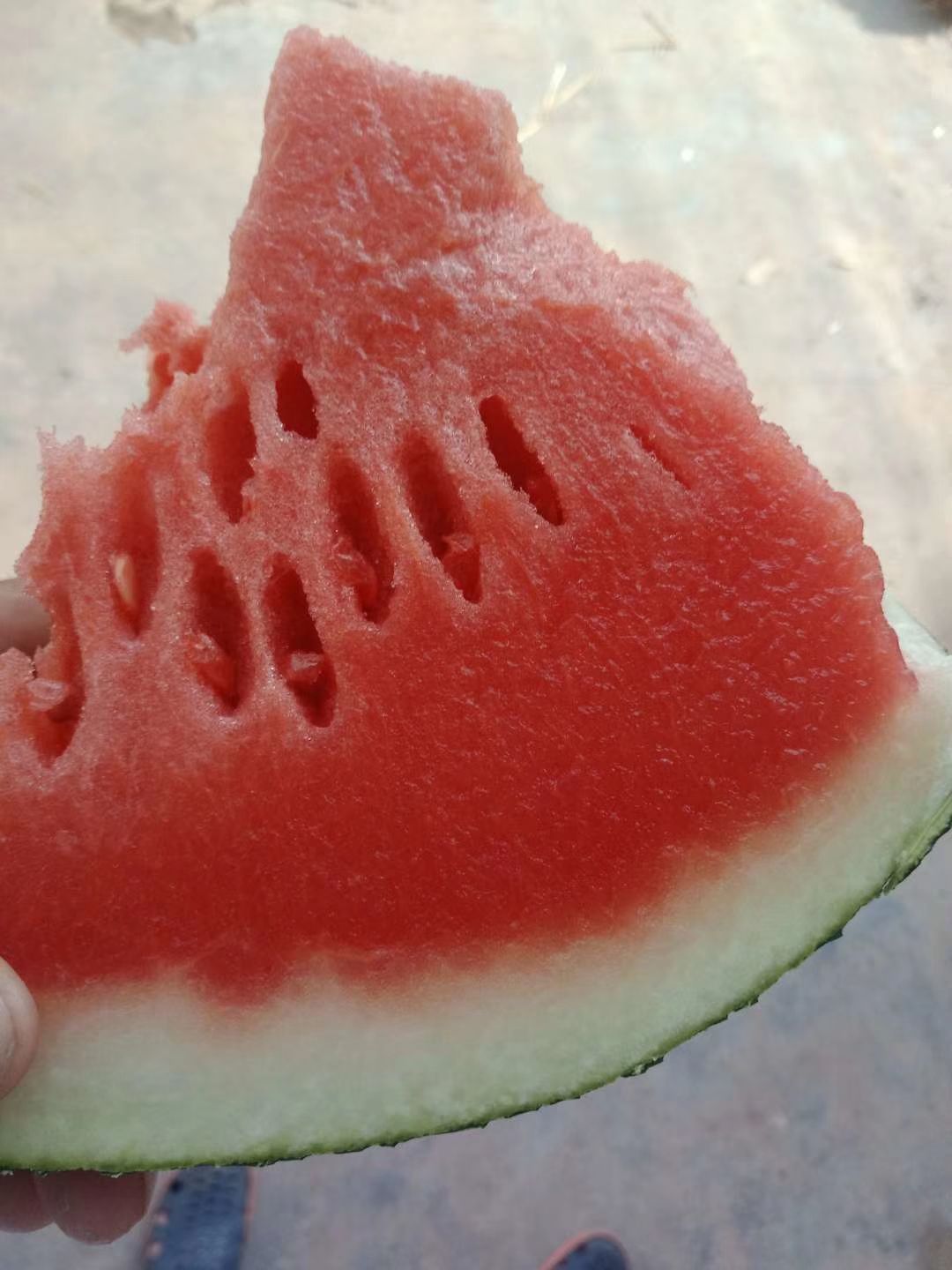 黑皮无籽西瓜 黑无籽