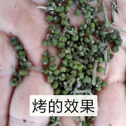 罗城县 出售广西，江西吴茱萸中花，