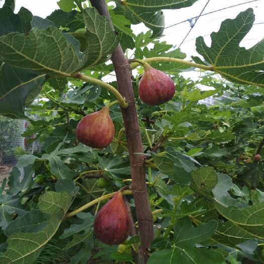 望都县 无花果基地，出售无花果鲜果，无花果树，树苗